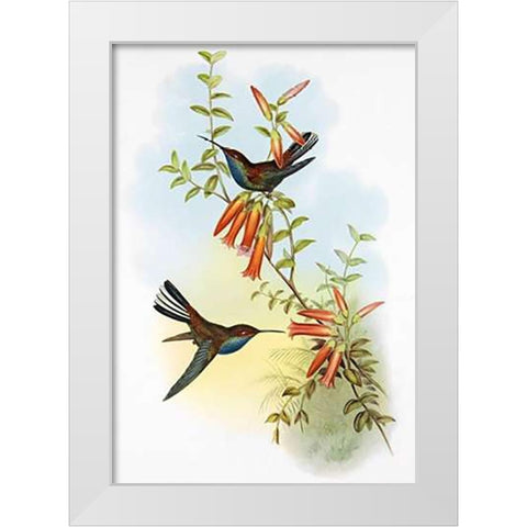 UroMuseumoa Bougieri White Modern Wood Framed Art Print by Ashley, Aaron