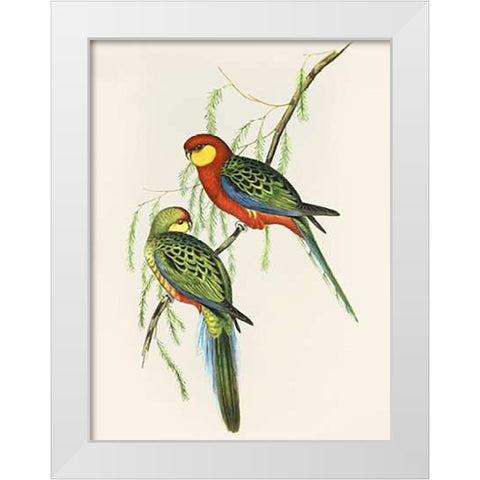 Platycercus Icterotis White Modern Wood Framed Art Print by Ashley, Aaron