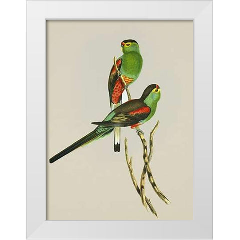 Psephotus Pulcherrimus White Modern Wood Framed Art Print by Ashley, Aaron
