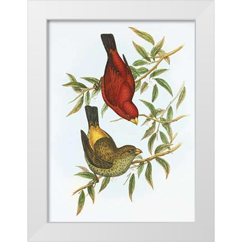 Haematospiza Sipahi White Modern Wood Framed Art Print by Ashley, Aaron