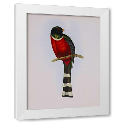 Trogon Mexicanus White Modern Wood Framed Art Print by Ashley, Aaron