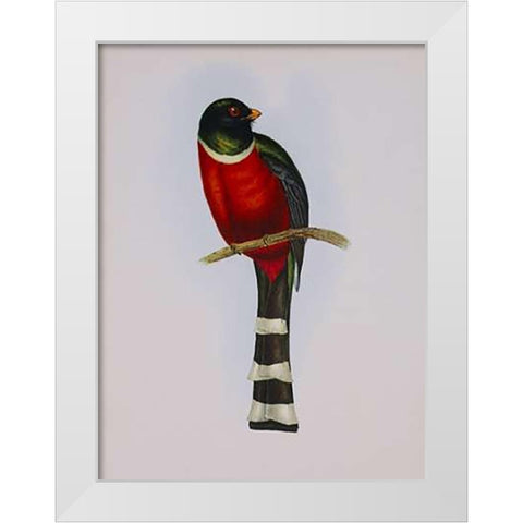 Trogon Mexicanus White Modern Wood Framed Art Print by Ashley, Aaron