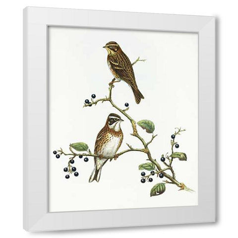 Emberiza Rustica White Modern Wood Framed Art Print by Ashley, Aaron