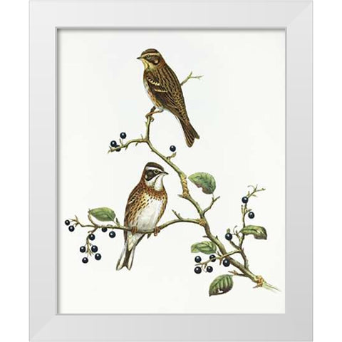 Emberiza Rustica White Modern Wood Framed Art Print by Ashley, Aaron