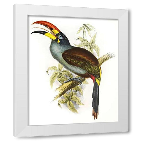 Pteroglossus Hypoglaucus White Modern Wood Framed Art Print by Ashley, Aaron