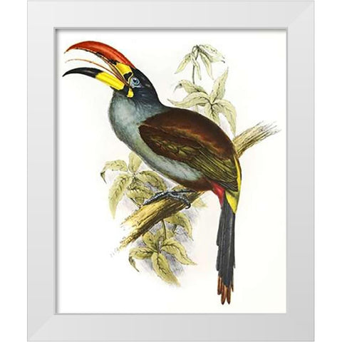 Pteroglossus Hypoglaucus White Modern Wood Framed Art Print by Ashley, Aaron