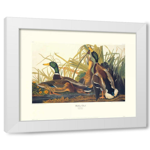 Mallard Duck (decorative border) White Modern Wood Framed Art Print by Audubon, John James