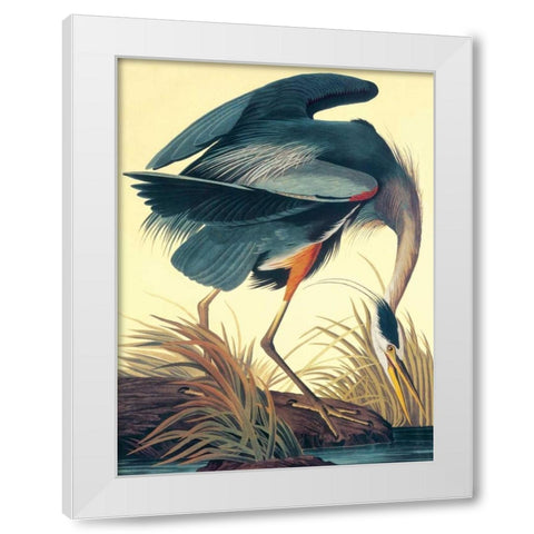 Great Blue Heron White Modern Wood Framed Art Print by Audubon, John James