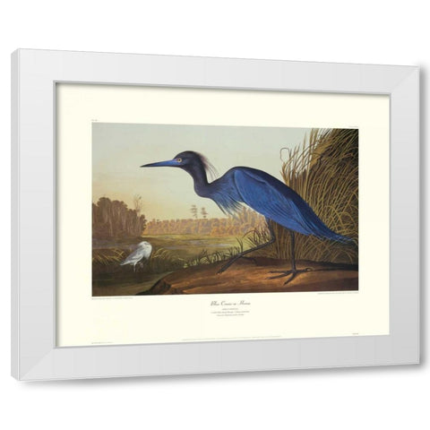 Blue Crane Or Heron (decorative border) White Modern Wood Framed Art Print by Audubon, John James