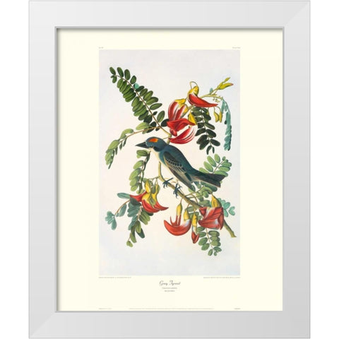 Gray Tyrant (decorative border) White Modern Wood Framed Art Print by Audubon, John James