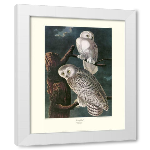Snowy Owl (decorative border) White Modern Wood Framed Art Print by Audubon, John James