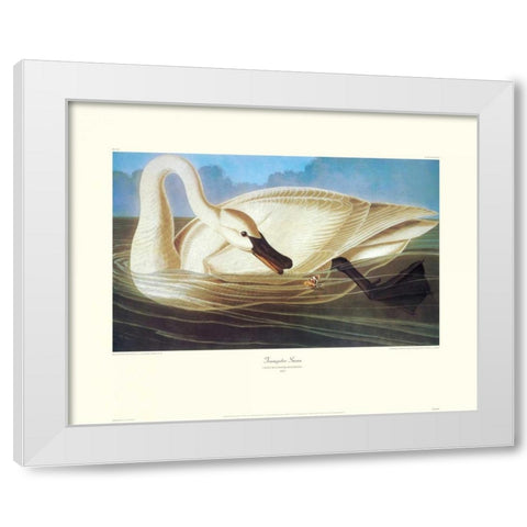 Trumpeter Swan (decorative border) White Modern Wood Framed Art Print by Audubon, John James