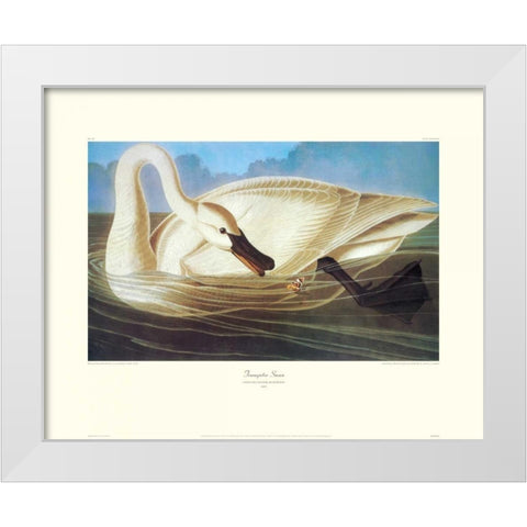Trumpeter Swan (decorative border) White Modern Wood Framed Art Print by Audubon, John James