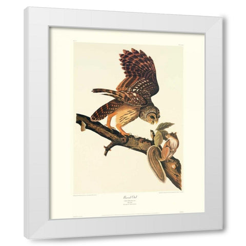Barred Owl (decorative border) White Modern Wood Framed Art Print by Audubon, John James