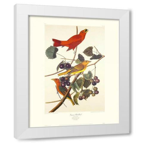 Summer Red Bird (decorative border) White Modern Wood Framed Art Print by Audubon, John James
