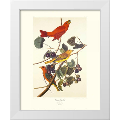 Summer Red Bird (decorative border) White Modern Wood Framed Art Print by Audubon, John James