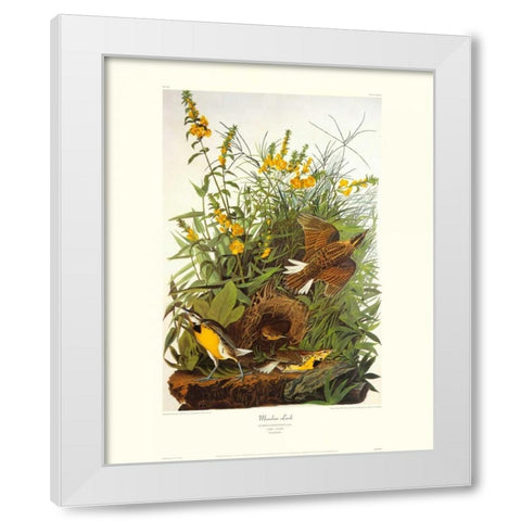 Meadow Lark (decorative border) White Modern Wood Framed Art Print by Audubon, John James