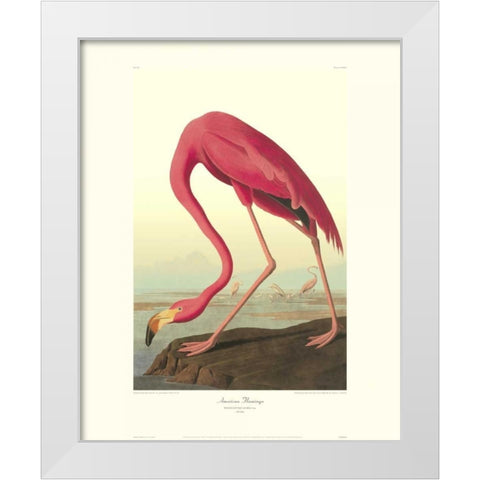 American Flamingo (decorative border) White Modern Wood Framed Art Print by Audubon, John James