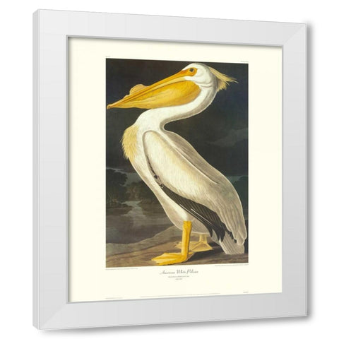 American White Pelican (decorative border) White Modern Wood Framed Art Print by Audubon, John James