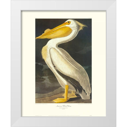 American White Pelican (decorative border) White Modern Wood Framed Art Print by Audubon, John James