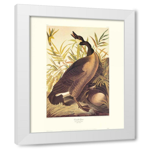Canada Goose (decorative border) White Modern Wood Framed Art Print by Audubon, John James