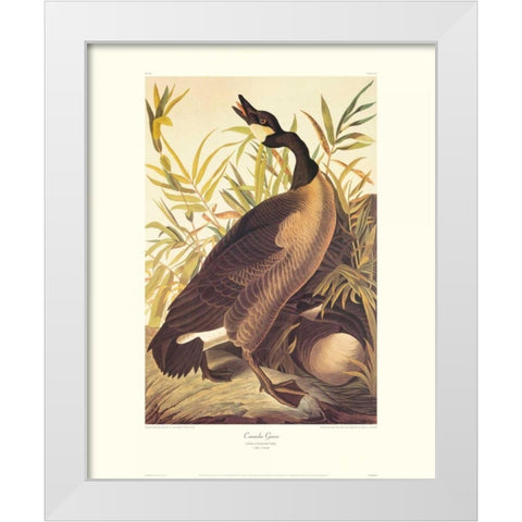 Canada Goose (decorative border) White Modern Wood Framed Art Print by Audubon, John James
