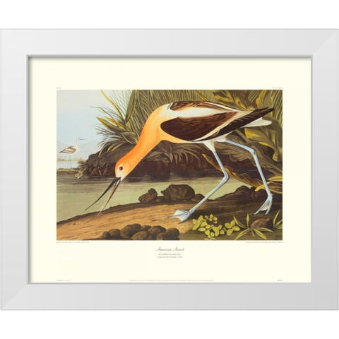 American Avocet (decorative border) White Modern Wood Framed Art Print by Audubon, John James