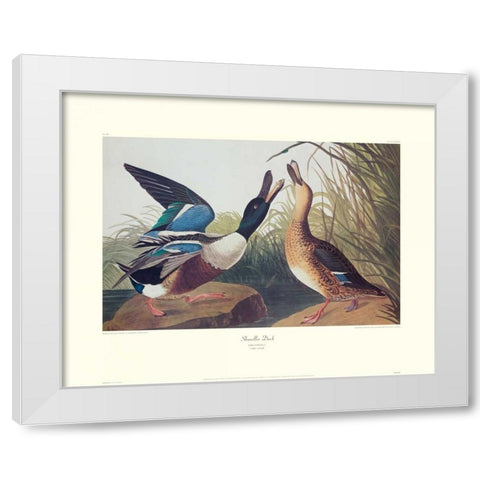 Shoveller Duck (decorative border) White Modern Wood Framed Art Print by Audubon, John James
