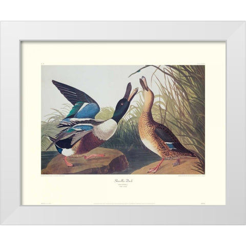 Shoveller Duck (decorative border) White Modern Wood Framed Art Print by Audubon, John James