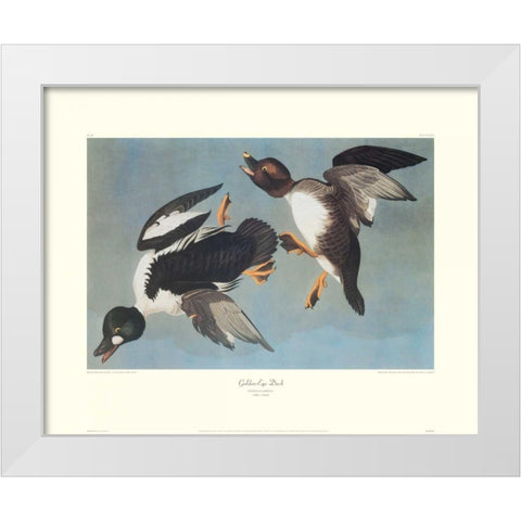 Golden-Eye Duck (decorative border) White Modern Wood Framed Art Print by Audubon, John James