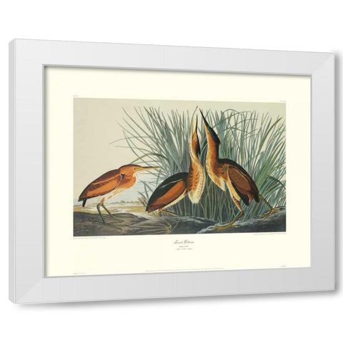 Least Bittern (decorative border) White Modern Wood Framed Art Print by Audubon, John James