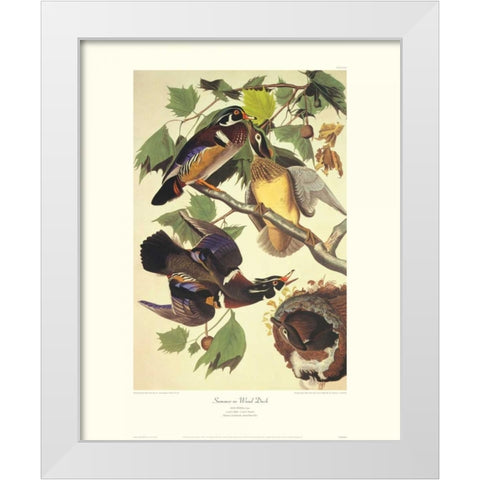 Summer Or Wood Duck (decorative border) White Modern Wood Framed Art Print by Audubon, John James