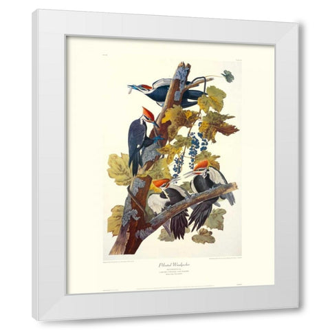 Pileated Woodpecker (decorative border) White Modern Wood Framed Art Print by Audubon, John James