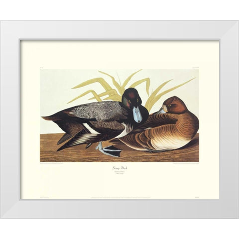 Scaup Duck (decorative border) White Modern Wood Framed Art Print by Audubon, John James
