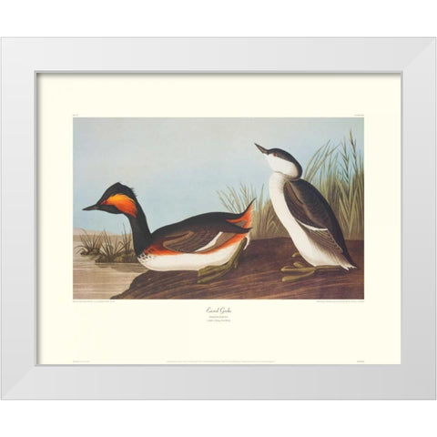 Eared Grebe (decorative border) White Modern Wood Framed Art Print by Audubon, John James