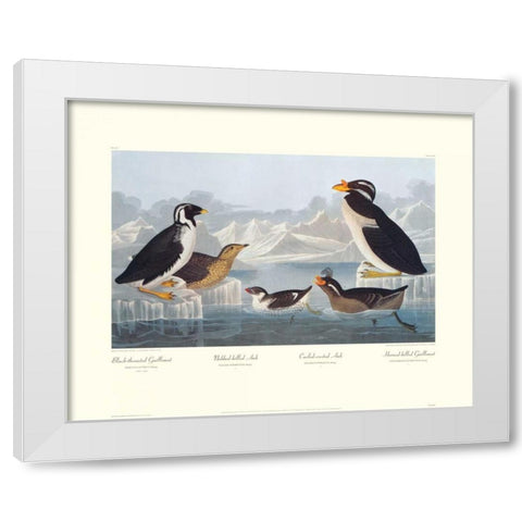 Black-throated Guillemot and Nobbed-billed Auk (decorative border) White Modern Wood Framed Art Print by Audubon, John James