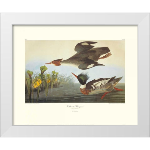 Red-Breasted Merganser (decorative border) White Modern Wood Framed Art Print by Audubon, John James
