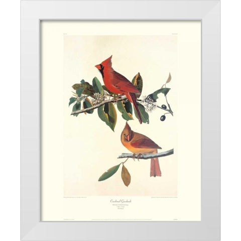 Cardinal Grosbeak (decorative border) White Modern Wood Framed Art Print by Audubon, John James