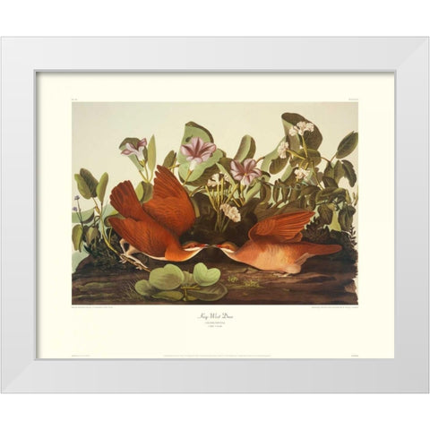 Key-West Dove (decorative border) White Modern Wood Framed Art Print by Audubon, John James