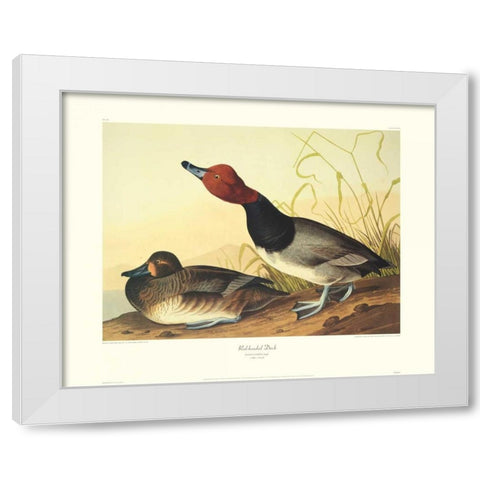 Red-Headed Duck (decorative border) White Modern Wood Framed Art Print by Audubon, John James