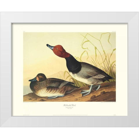 Red-Headed Duck (decorative border) White Modern Wood Framed Art Print by Audubon, John James