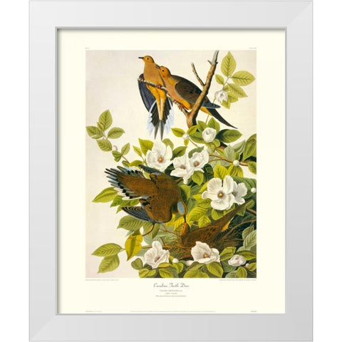 Carolina Pigeon or Turtle Dove (decorative border) White Modern Wood Framed Art Print by Audubon, John James