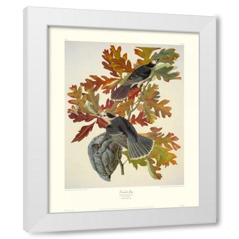Canada Jay (decorative border) White Modern Wood Framed Art Print by Audubon, John James