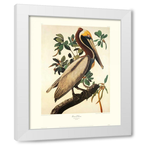 Brown Pelican (decorative border) White Modern Wood Framed Art Print by Audubon, John James