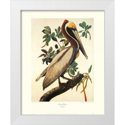 Brown Pelican (decorative border) White Modern Wood Framed Art Print by Audubon, John James