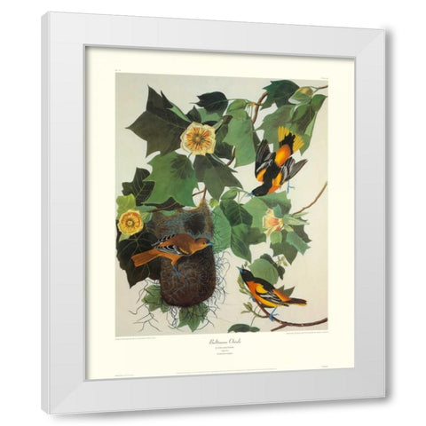 Baltimore Oriole (decorative border) White Modern Wood Framed Art Print by Audubon, John James