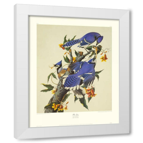 Blue Jay (decorative border) White Modern Wood Framed Art Print by Audubon, John James