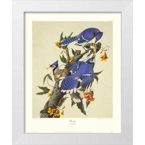 Blue Jay (decorative border) White Modern Wood Framed Art Print by Audubon, John James