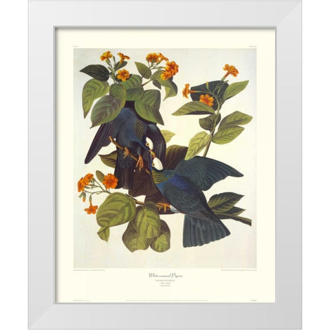White-Crowned Pigeon (decorative border) White Modern Wood Framed Art Print by Audubon, John James