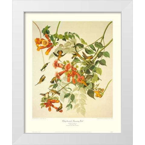Ruby-Throated Hummingbird (decorative border) White Modern Wood Framed Art Print by Audubon, John James